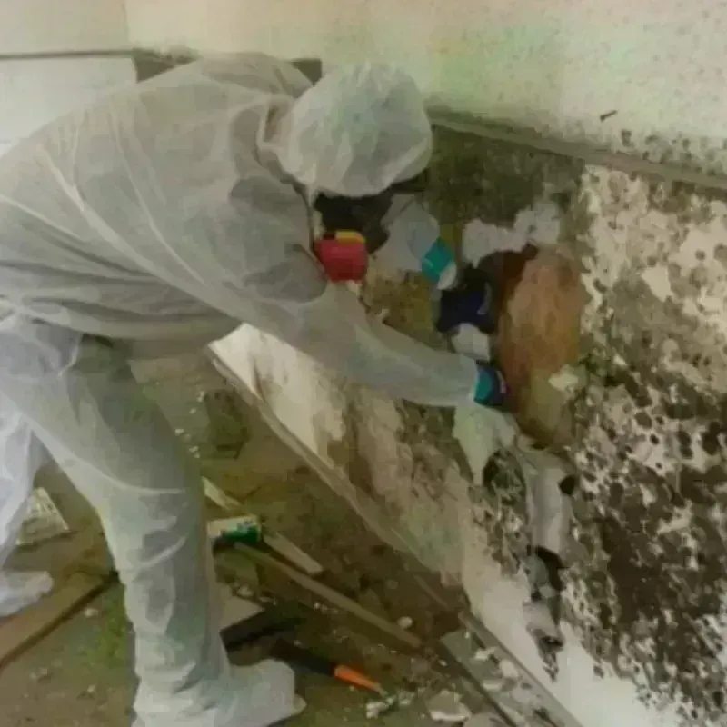 Mold Remediation and Removal in Garden Acres, CA